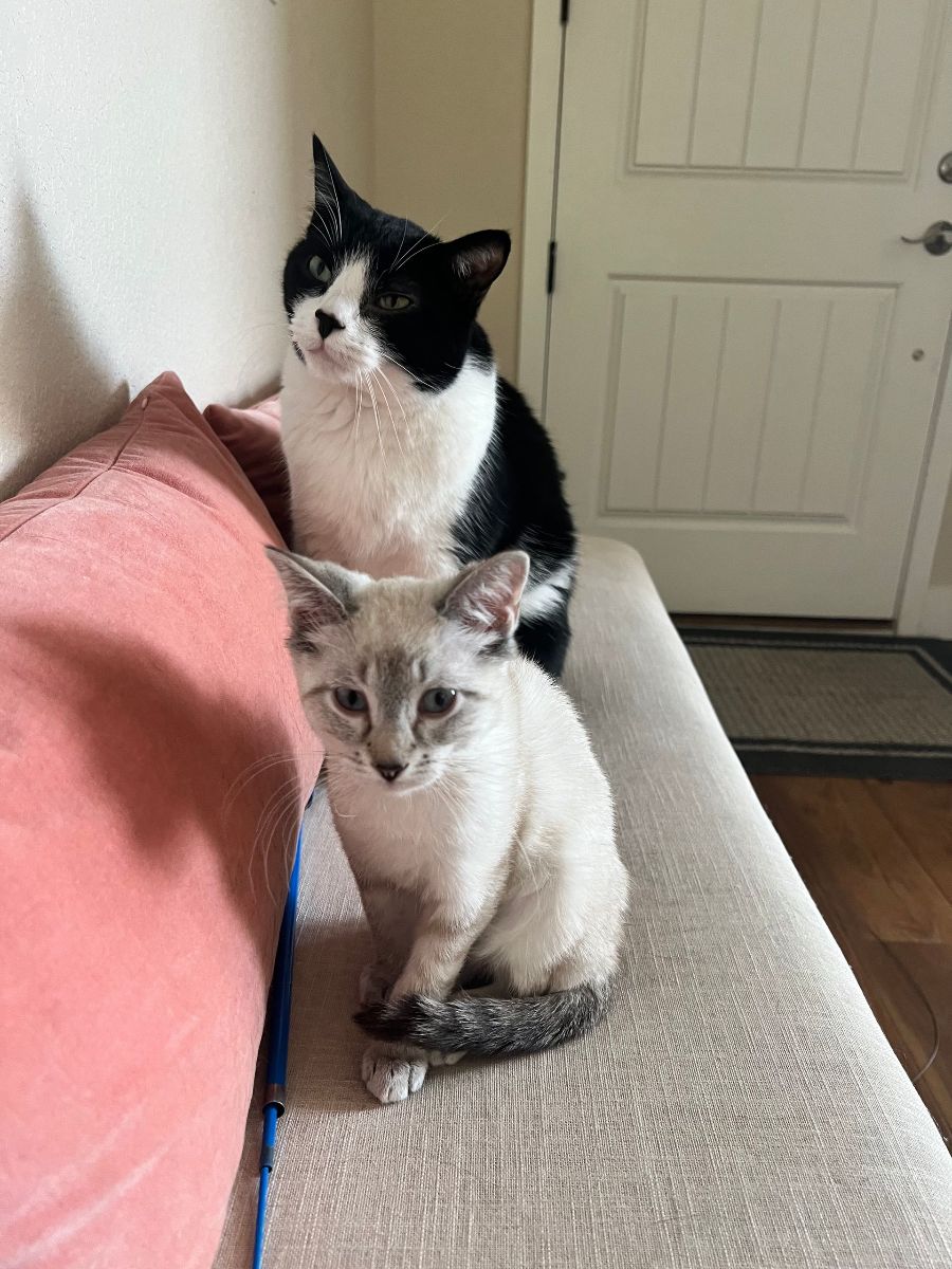 Annabelle's two cats